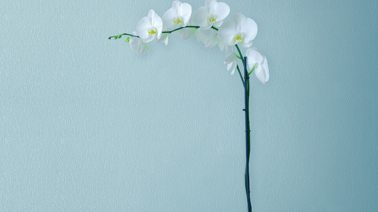 Huawei, Huawei Mate, Huawei Mate 10, Huawei Mate 10 Pro, Smartphone. Wallpaper in 1280x720 Resolution