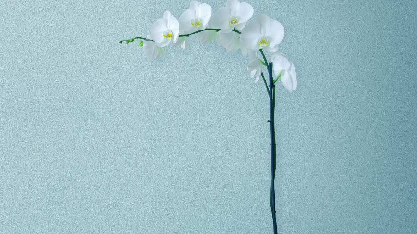 Huawei, Huawei Mate, Huawei Mate 10, Huawei Mate 10 Pro, Smartphone. Wallpaper in 1366x768 Resolution