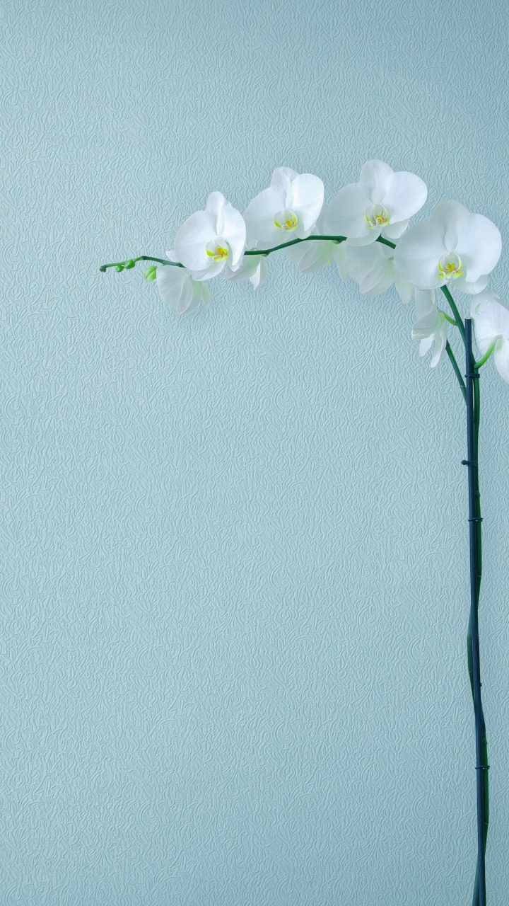 Huawei, Huawei Mate, Huawei Mate 10, Huawei Mate 10 Pro, Smartphone. Wallpaper in 720x1280 Resolution