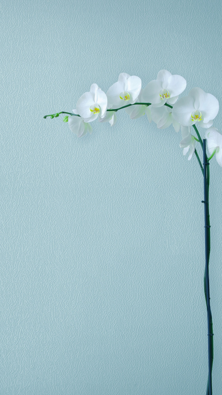 Huawei, Huawei Mate, Huawei Mate 10, Huawei Mate 10 Pro, Smartphone. Wallpaper in 750x1334 Resolution