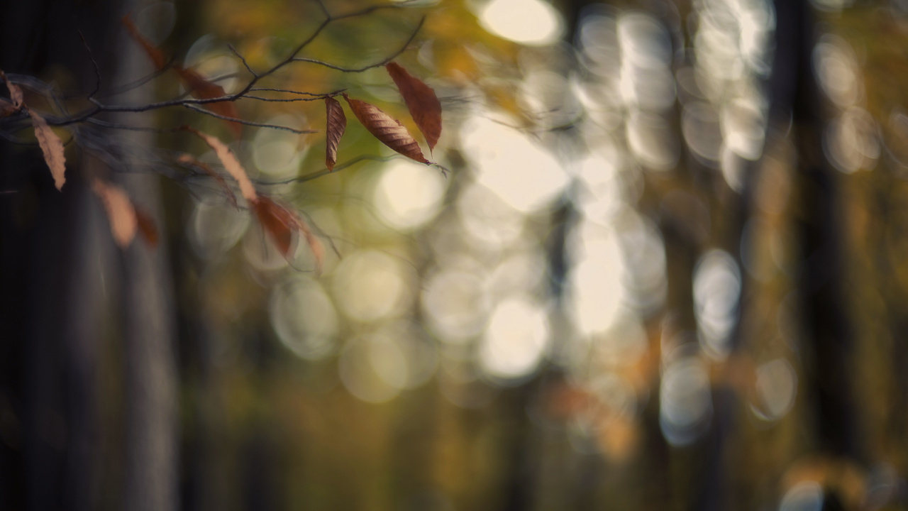 Grüne Und Braune Blätter in Tilt-Shift-Linse. Wallpaper in 1280x720 Resolution