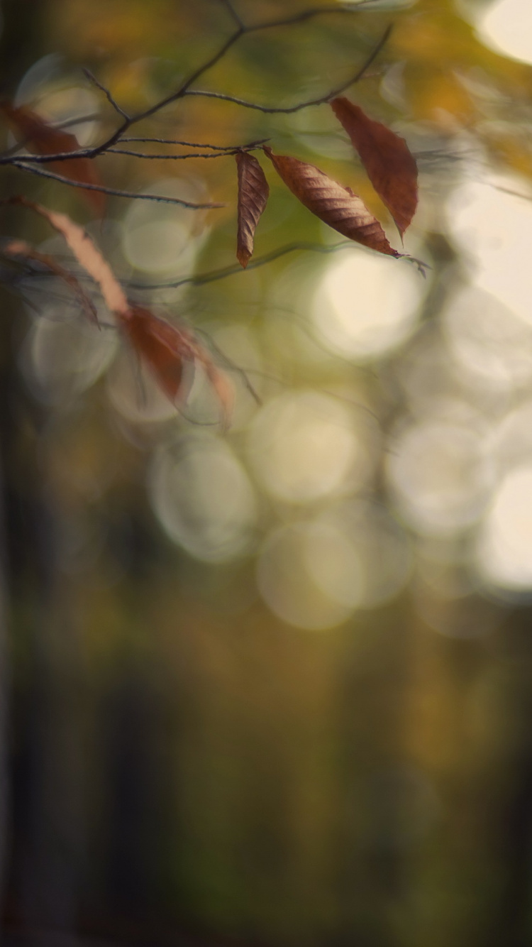 Feuilles Vertes et Brunes Dans L'objectif à Bascule. Wallpaper in 750x1334 Resolution