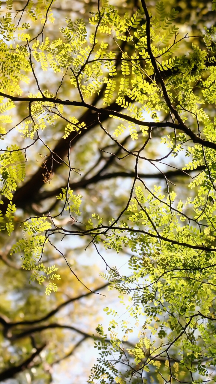 Arbre à Feuilles Vertes et Jaunes. Wallpaper in 720x1280 Resolution