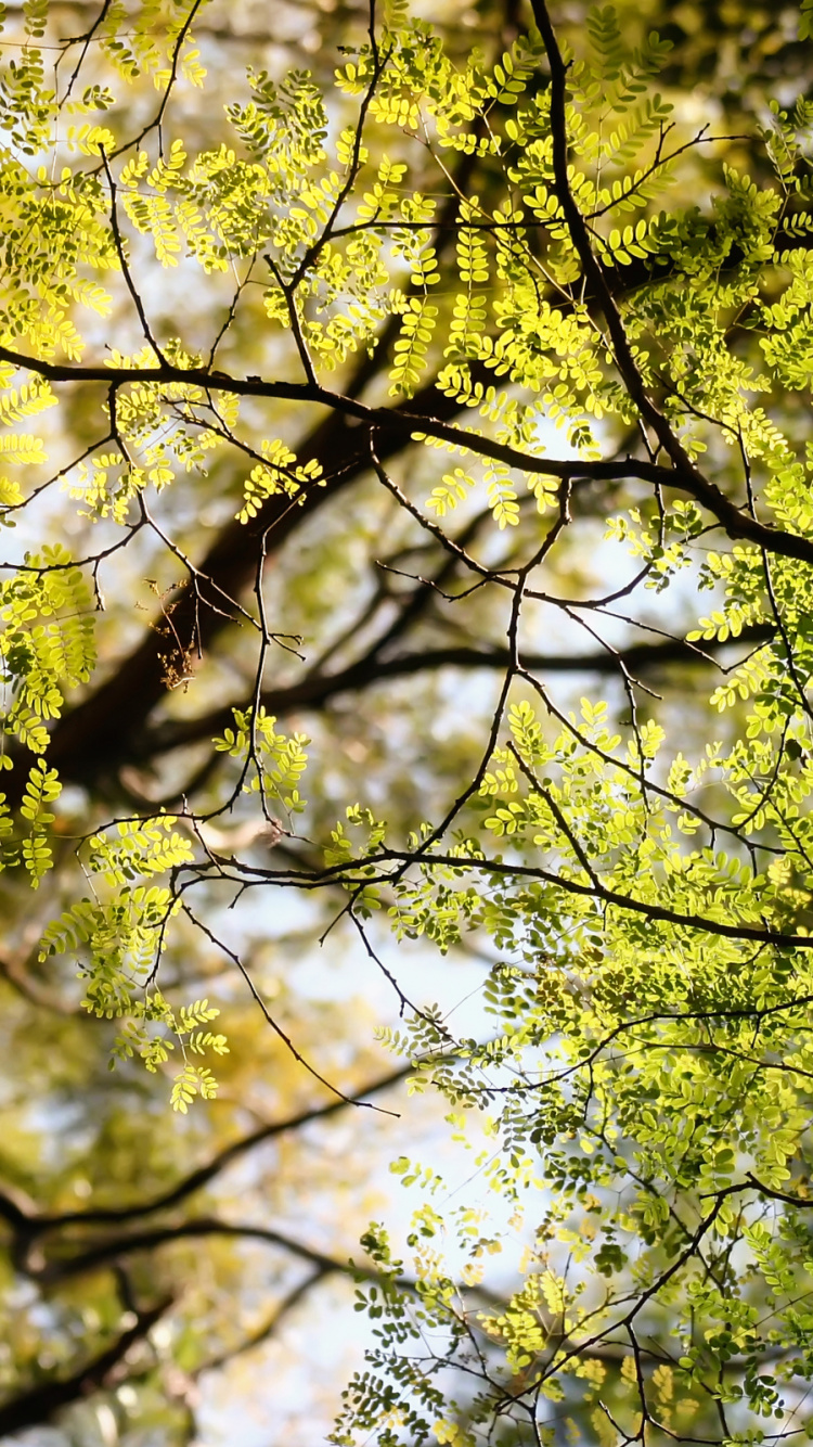 Arbre à Feuilles Vertes et Jaunes. Wallpaper in 750x1334 Resolution