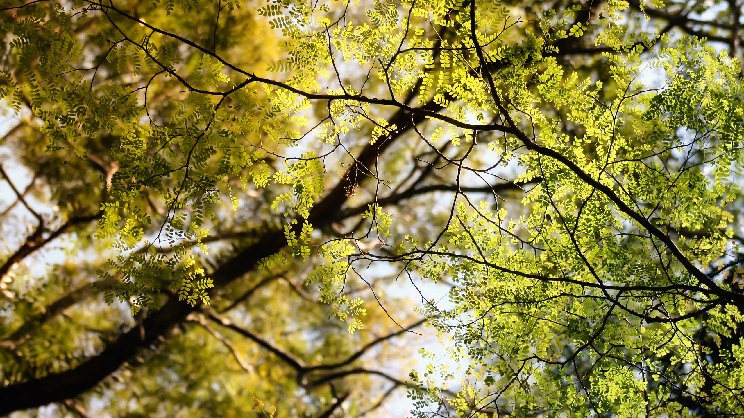 Green and Yellow Leaf Tree. Wallpaper in 2560x1440 Resolution