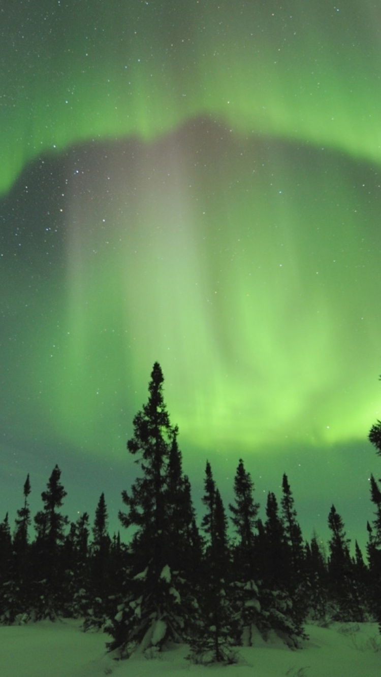 Pinos Verdes Bajo un Cielo Azul. Wallpaper in 750x1334 Resolution