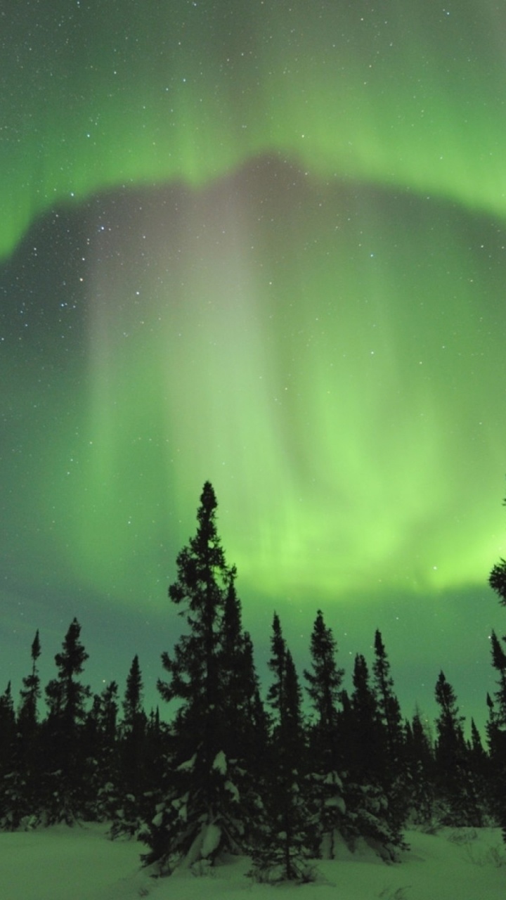 Pins Verts Sous Ciel Bleu. Wallpaper in 720x1280 Resolution