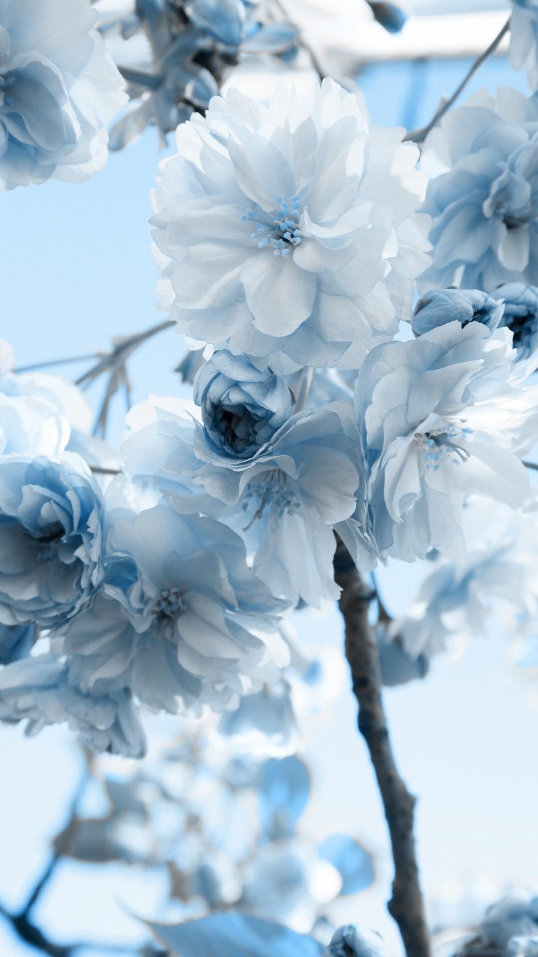 White Cherry Blossom in Close up Photography. Wallpaper in 1080x1920 Resolution