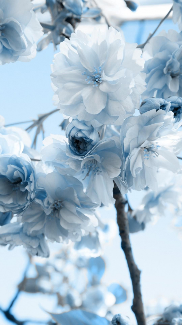 White Cherry Blossom in Close up Photography. Wallpaper in 750x1334 Resolution