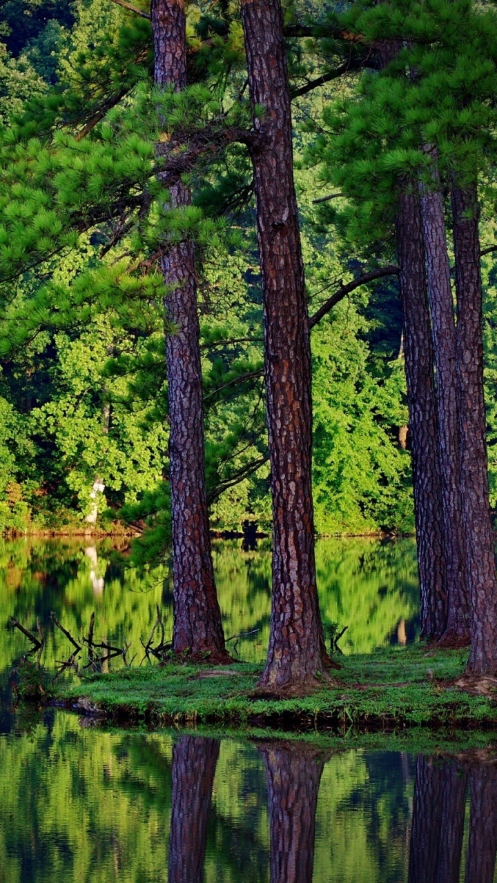 Arbres Verts à Côté D'un Plan D'eau Pendant la Journée. Wallpaper in 720x1280 Resolution
