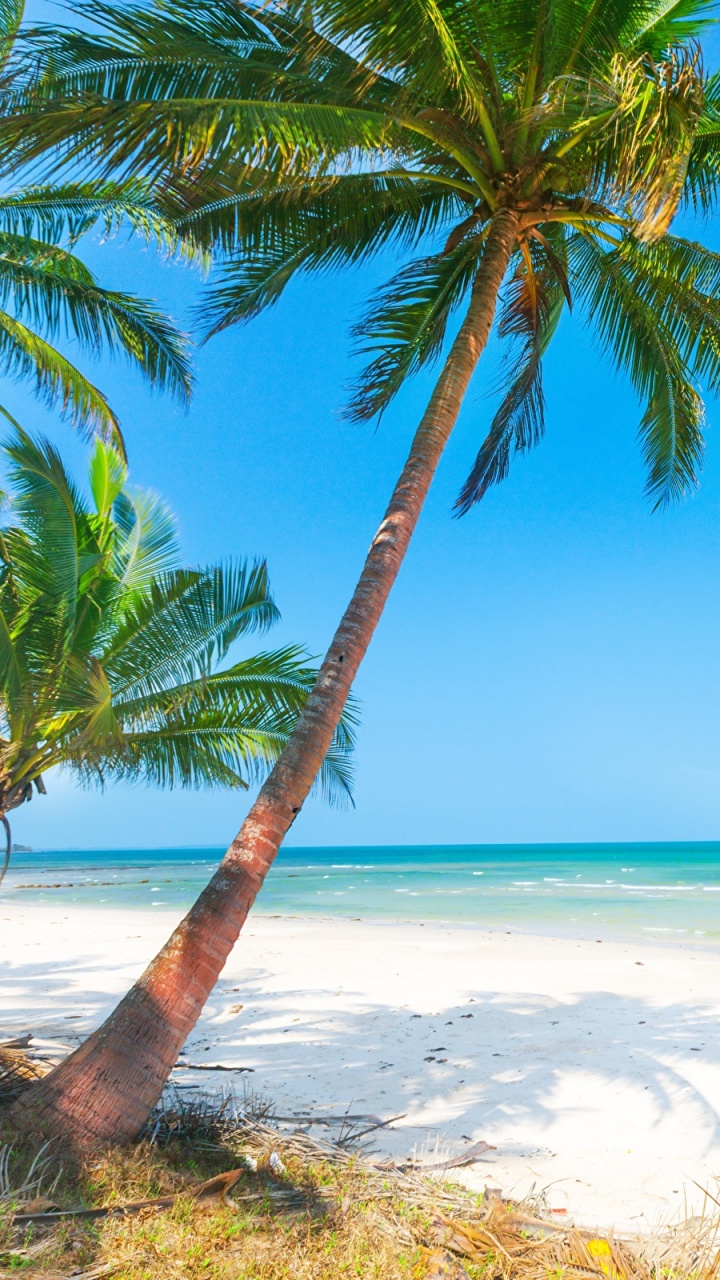 Palm Tree on Beach Shore During Daytime. Wallpaper in 720x1280 Resolution