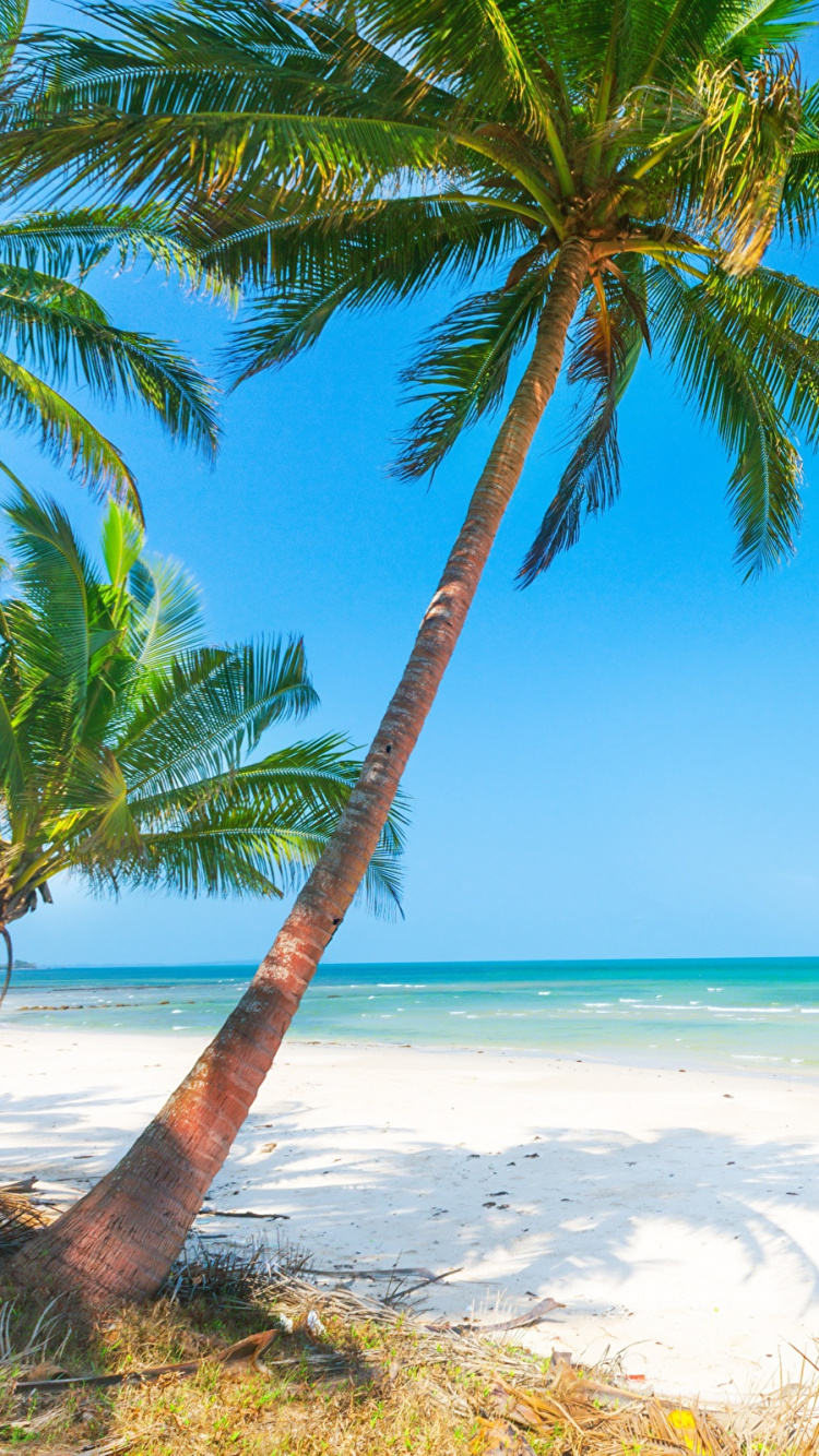 Palme am Strandufer Tagsüber. Wallpaper in 750x1334 Resolution