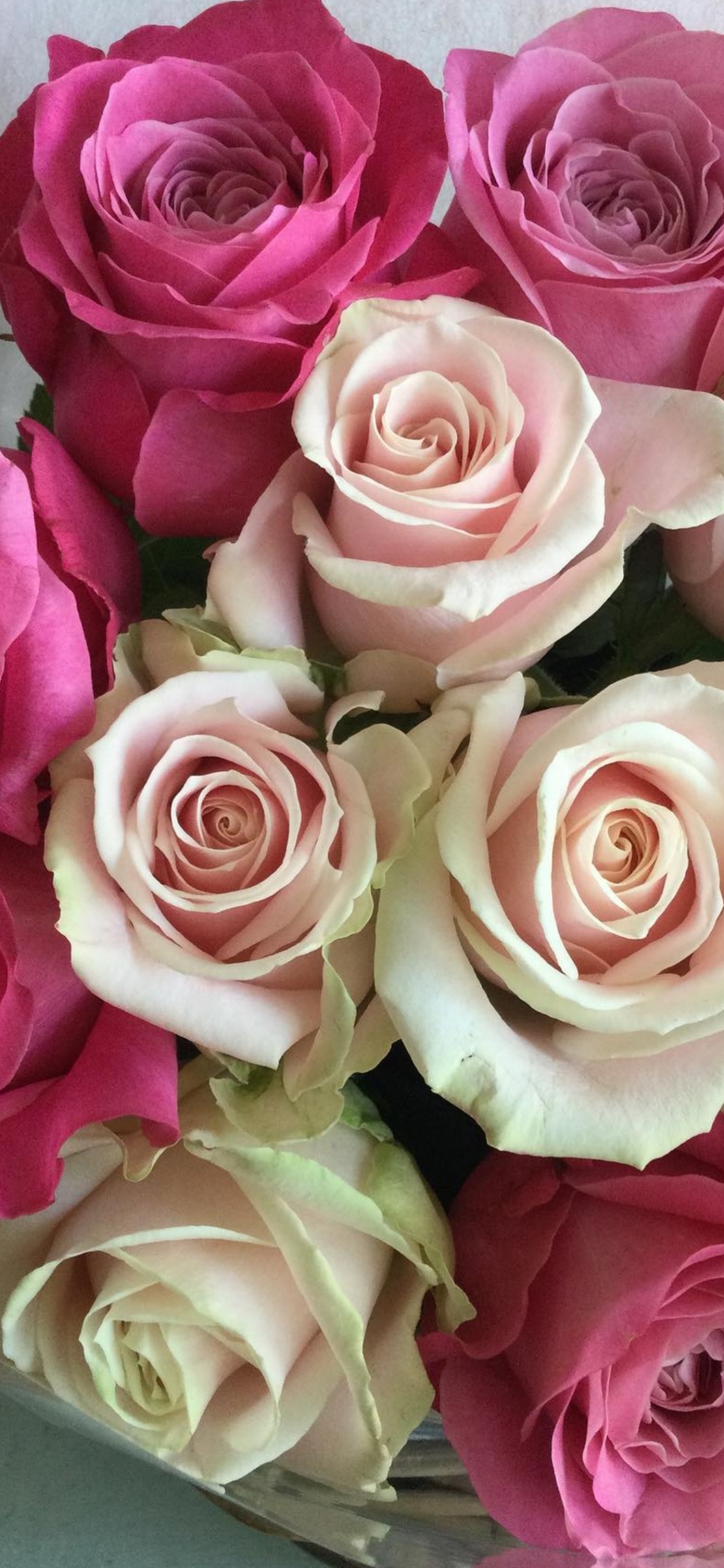 Hybrid Tea Rose, Garden Roses, Floral Design, Cabbage Rose, Wedding Ceremony Supply. Wallpaper in 1125x2436 Resolution