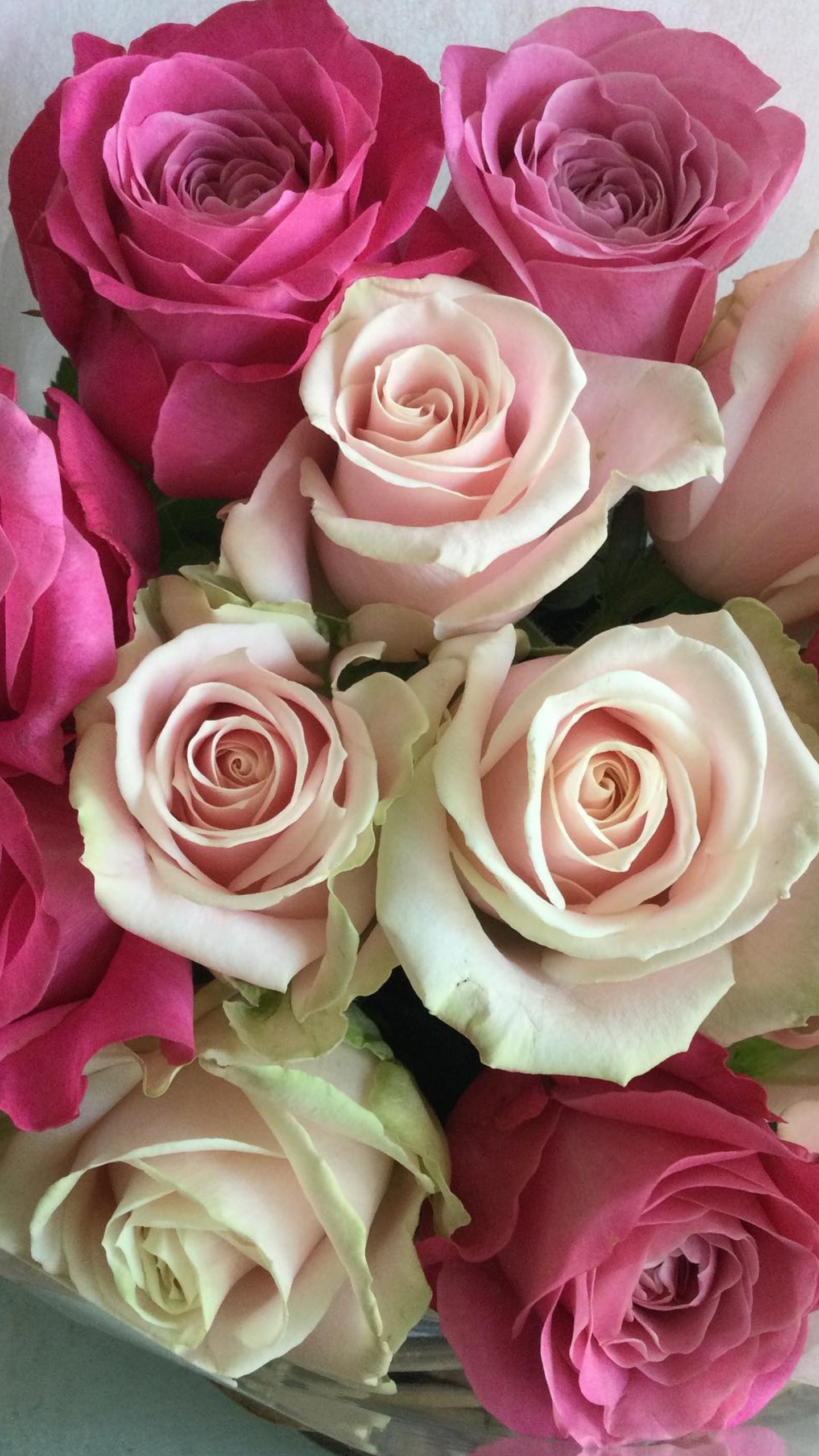 Hybrid Tea Rose, Garden Roses, Floral Design, Cabbage Rose, Wedding Ceremony Supply. Wallpaper in 1440x2560 Resolution