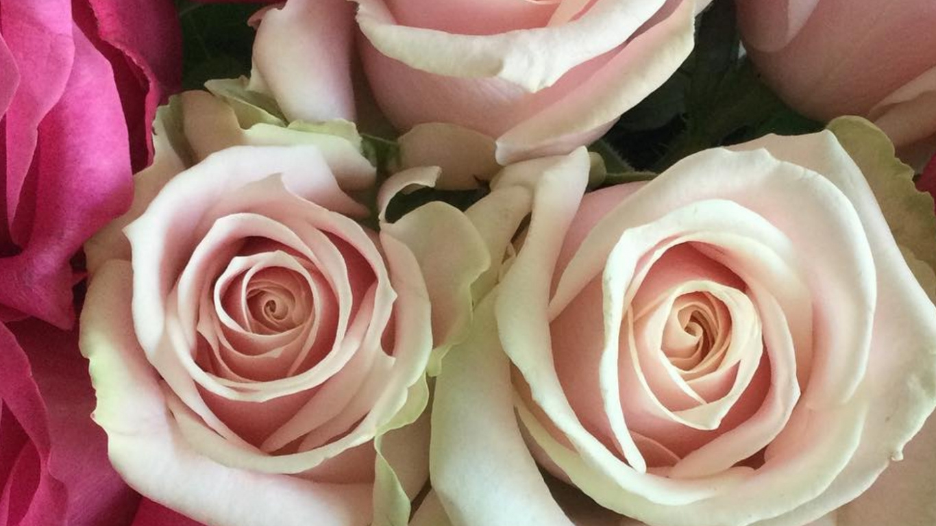 Hybrid Tea Rose, Garten Rosen, Blumenmuster, Kohl Rose, Trauung Liefern. Wallpaper in 1366x768 Resolution