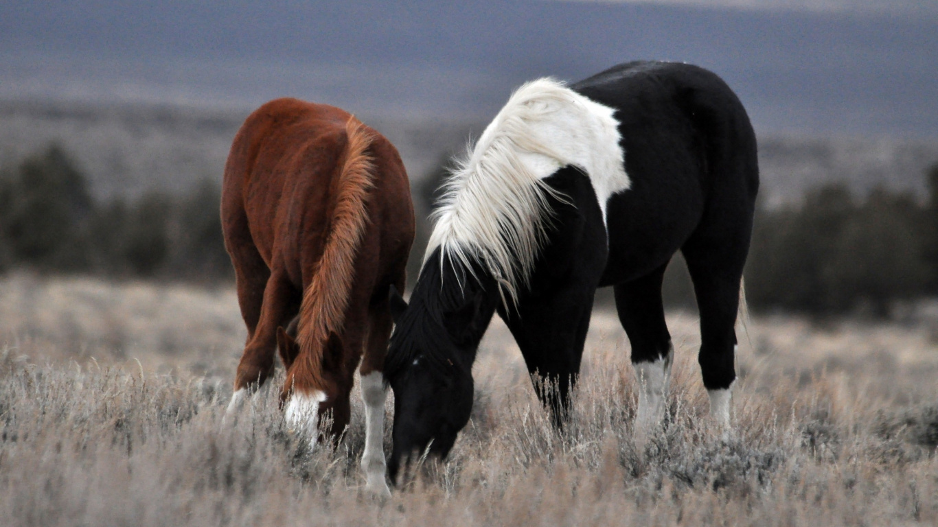 Cheval Noir et Brun Sur Terrain D'herbe Brune Pendant la Journée. Wallpaper in 1366x768 Resolution