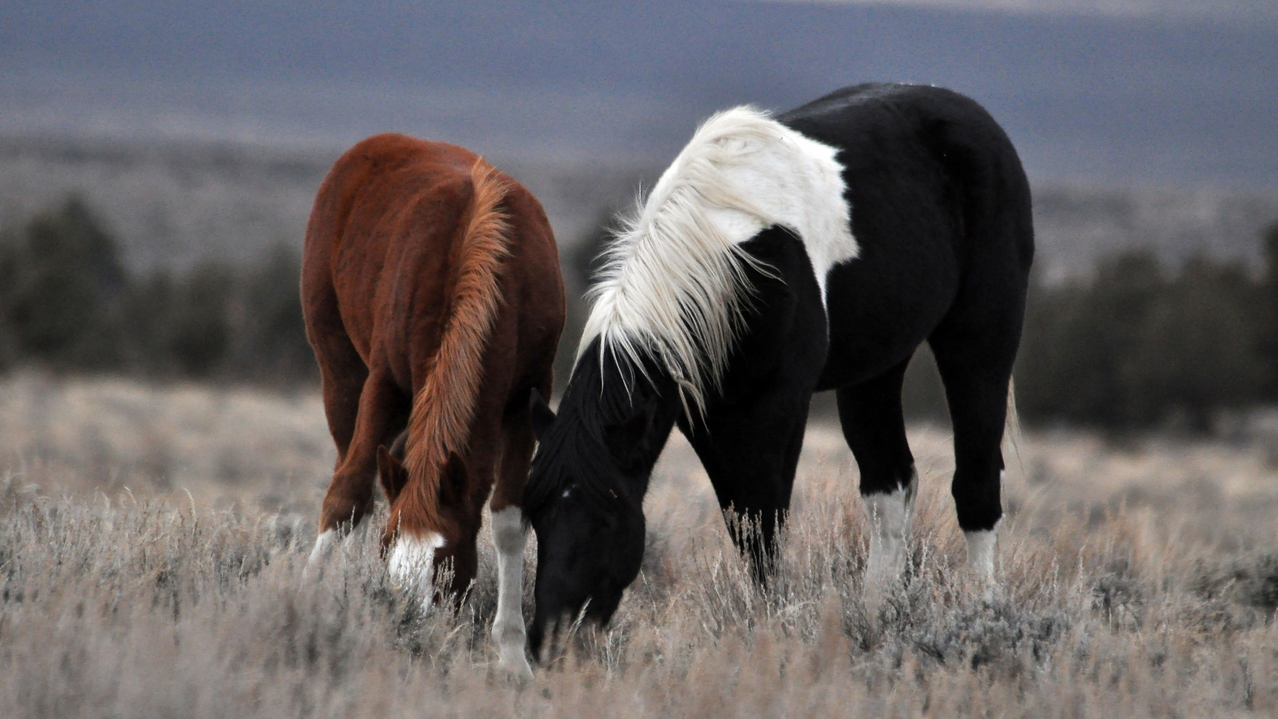 Black and Brown Horse on Brown Grass Field During Daytime. Wallpaper in 2560x1440 Resolution