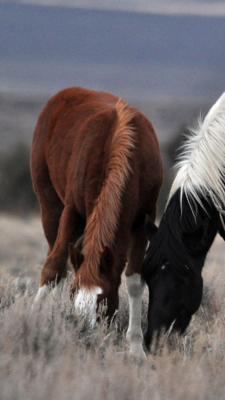 Black and Brown Horse on Brown Grass Field During Daytime. Wallpaper in 720x1280 Resolution