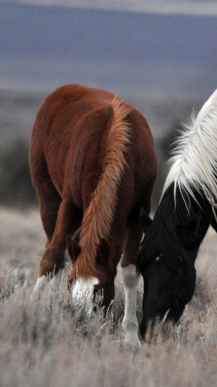 Black and Brown Horse on Brown Grass Field During Daytime. Wallpaper in 750x1334 Resolution