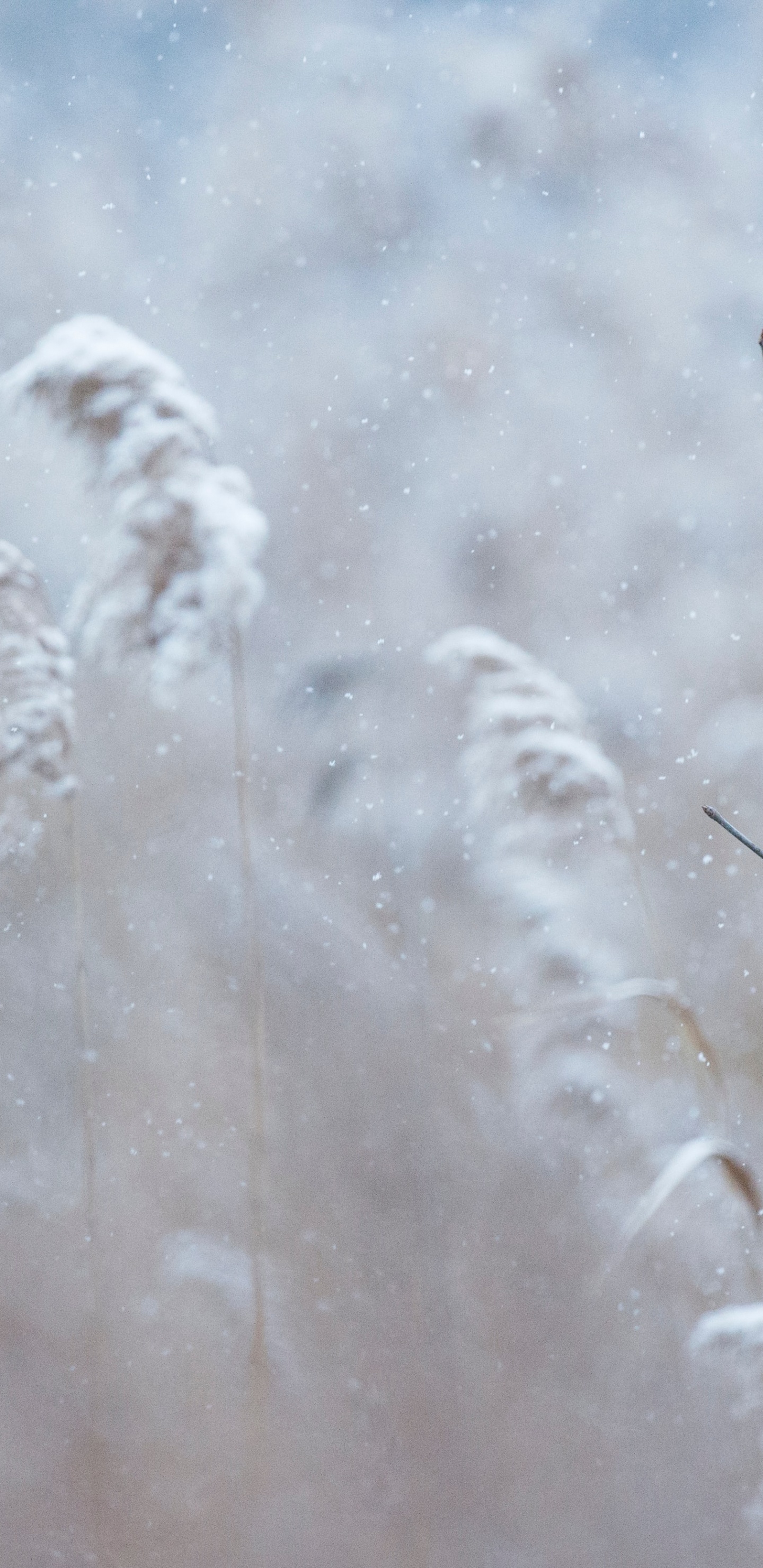 le Nord du Cardinal, Cardinal, Cardinal D'hiver, Hiver, Rameau. Wallpaper in 1440x2960 Resolution