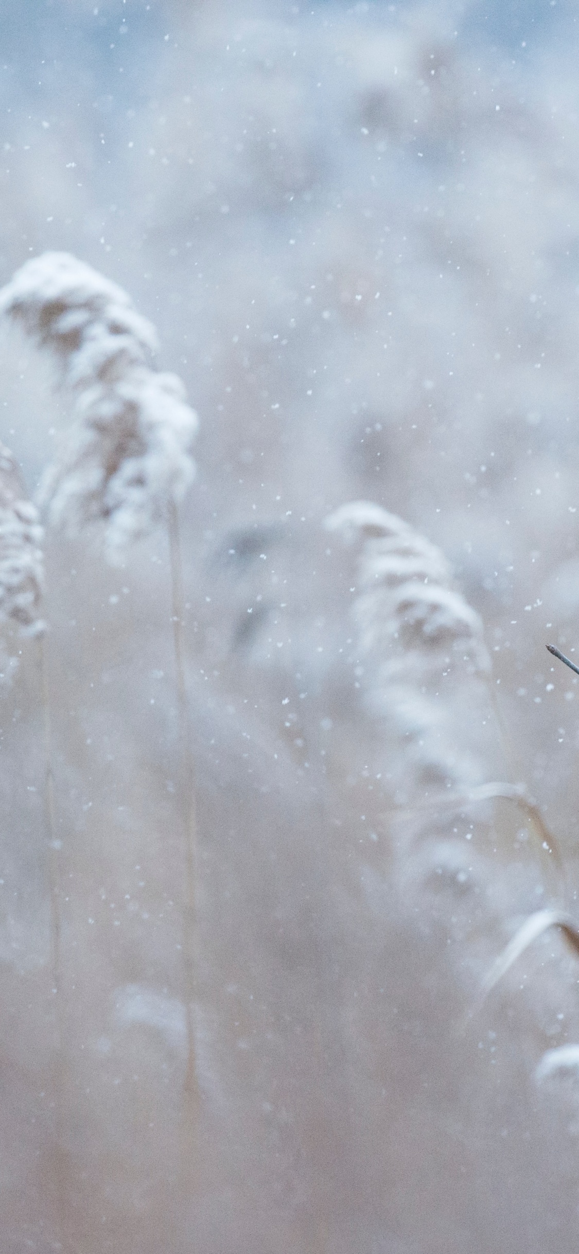Northern Cardinal, Cardinal, Winter Cardinal, Winter, Plant. Wallpaper in 1125x2436 Resolution