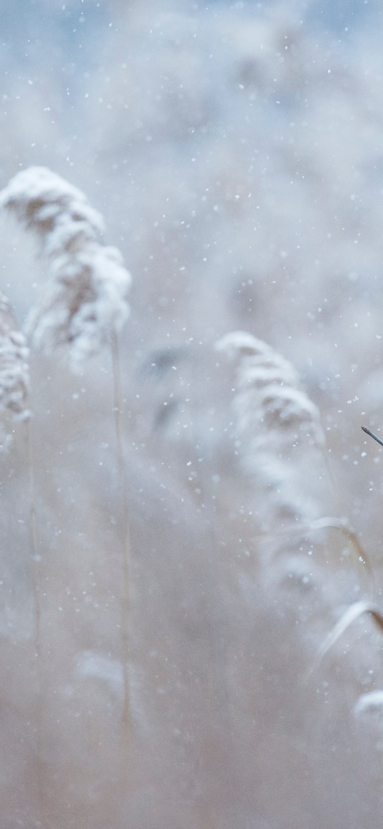 Northern Cardinal, Cardinal, Winter Cardinal, Winter, Plant. Wallpaper in 1242x2688 Resolution
