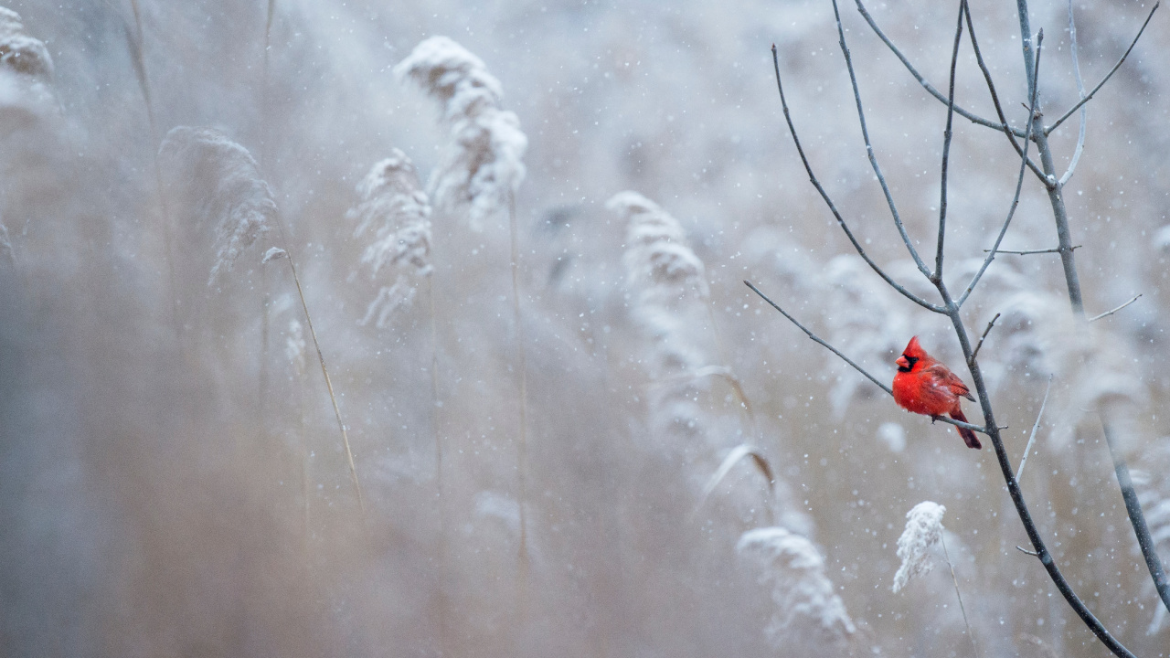Northern Cardinal, Cardinal, Winter Cardinal, Winter, Plant. Wallpaper in 1280x720 Resolution