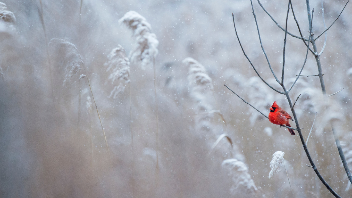 Northern Cardinal, Cardinal, Winter Cardinal, Winter, Plant. Wallpaper in 1366x768 Resolution