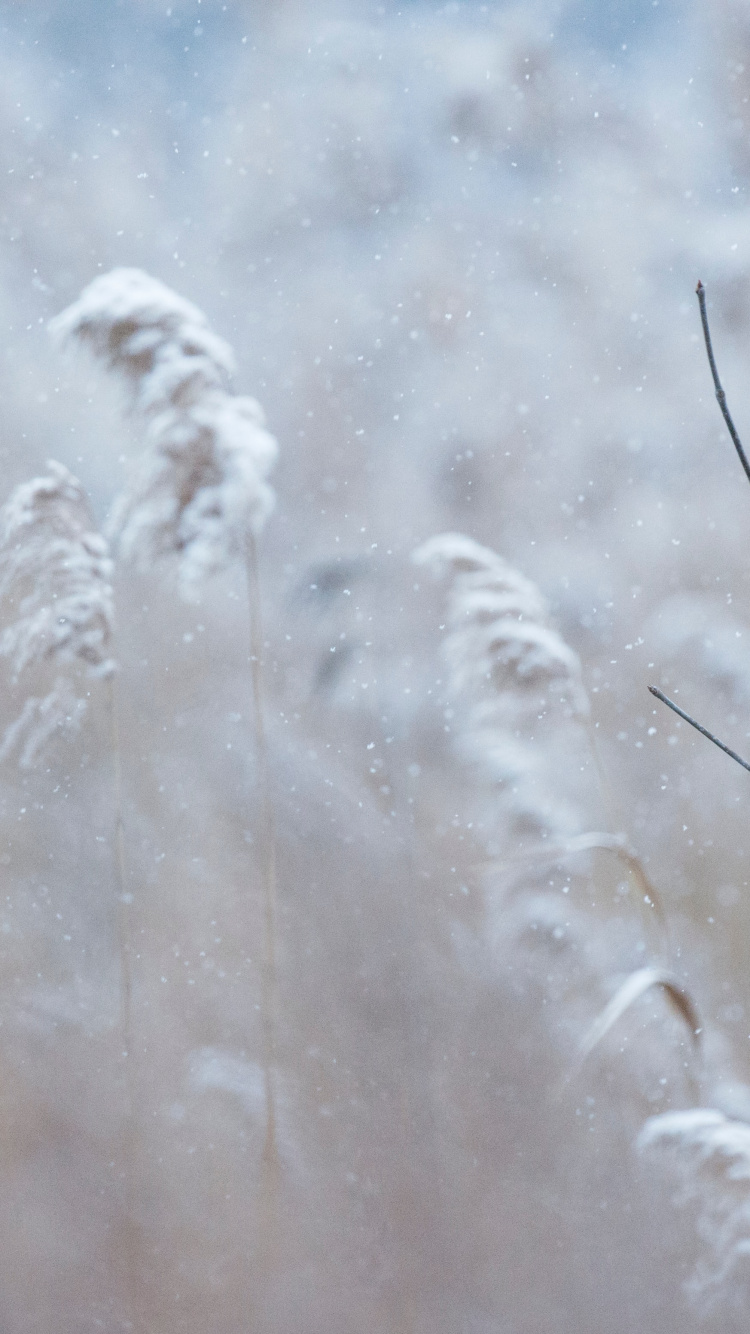 Northern Cardinal, Cardinal, Winter Cardinal, Winter, Plant. Wallpaper in 750x1334 Resolution