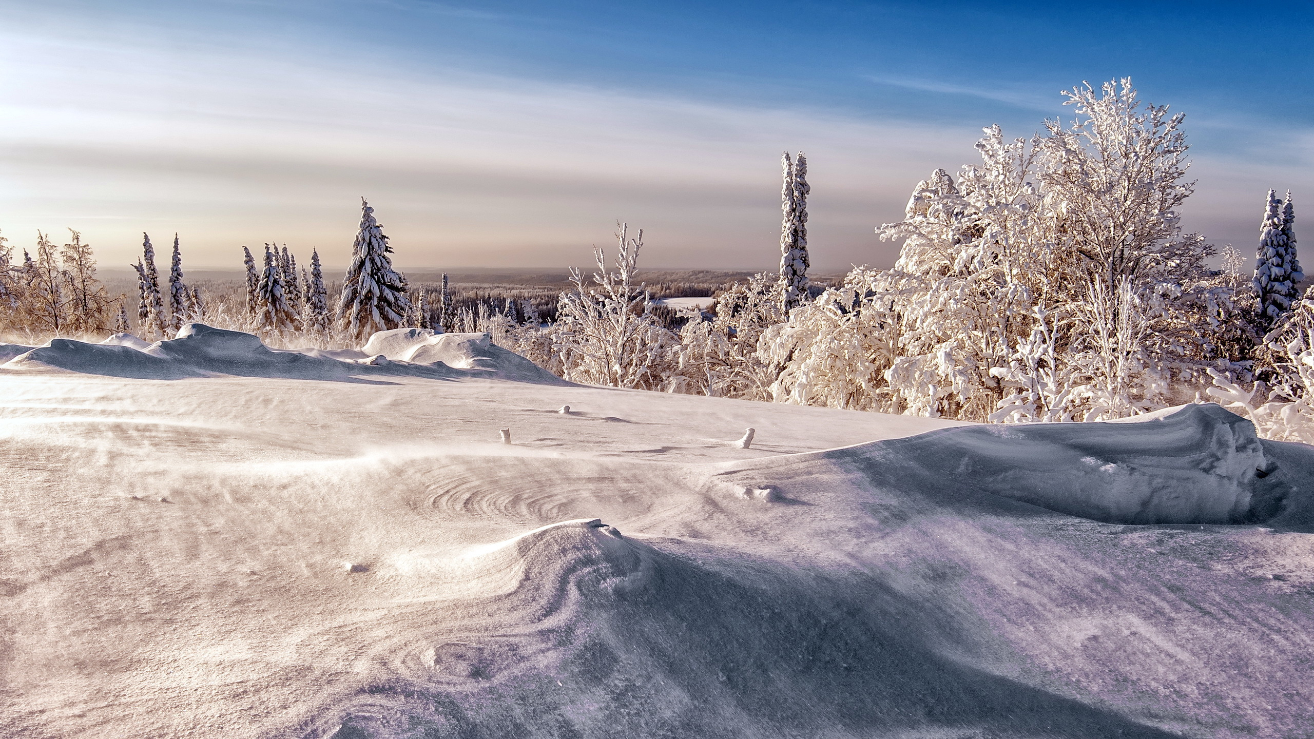 Schneebedeckte Bäume Auf Schneebedecktem Feld Tagsüber. Wallpaper in 2560x1440 Resolution