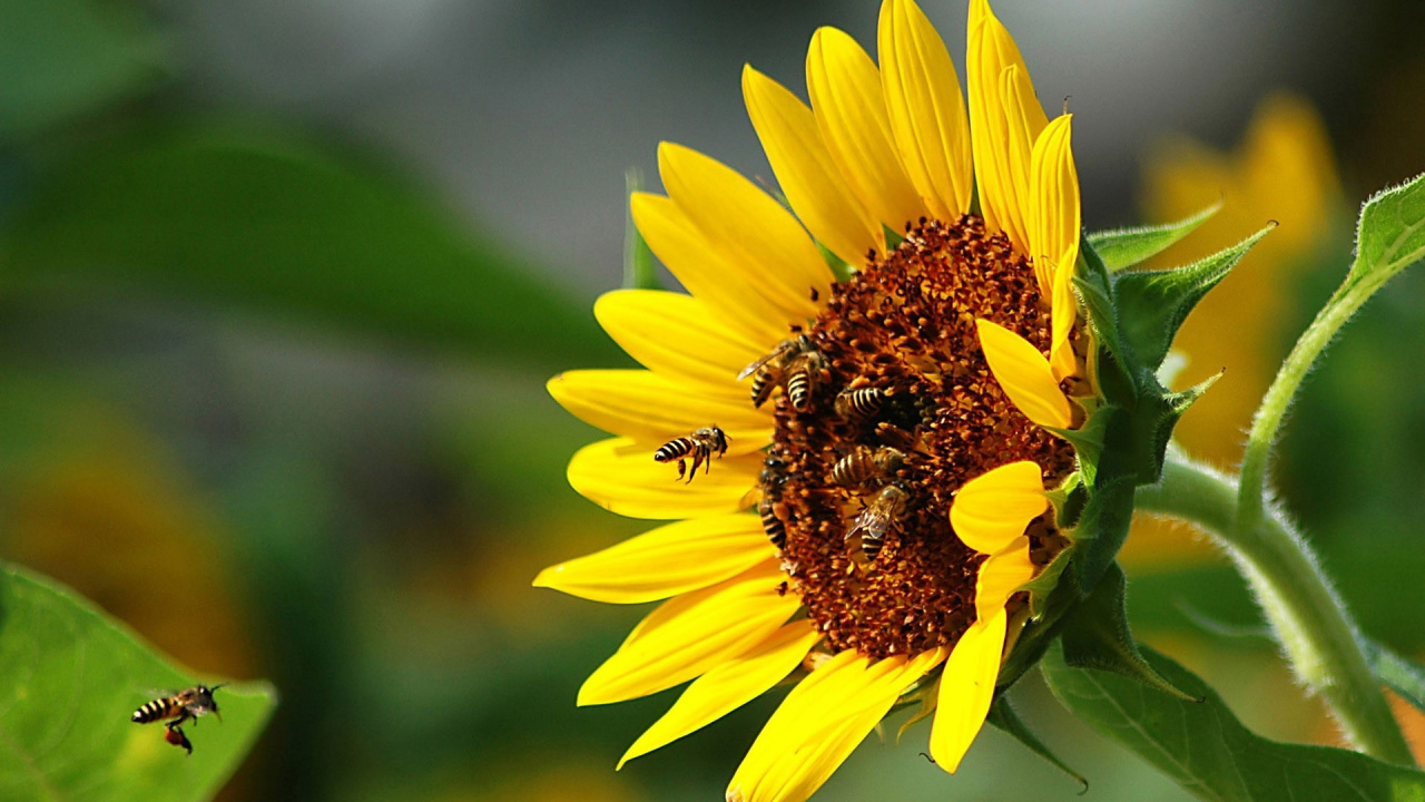 Yellow Sunflower in Tilt Shift Lens. Wallpaper in 1280x720 Resolution