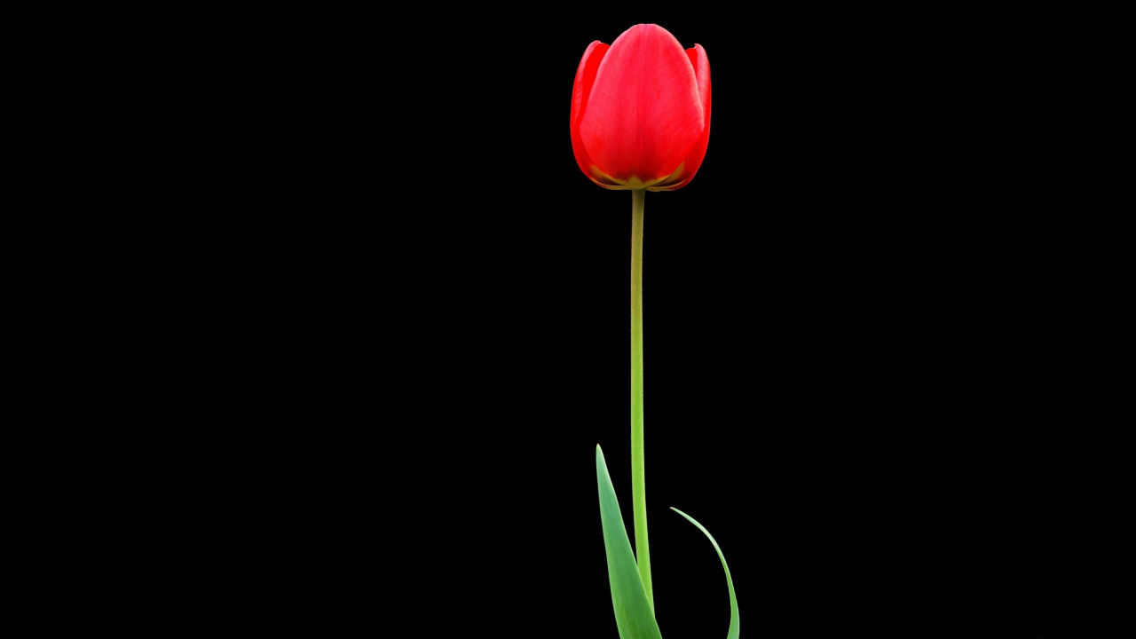 Tulipe Rouge en Fleur Gros Plan Photo. Wallpaper in 1280x720 Resolution