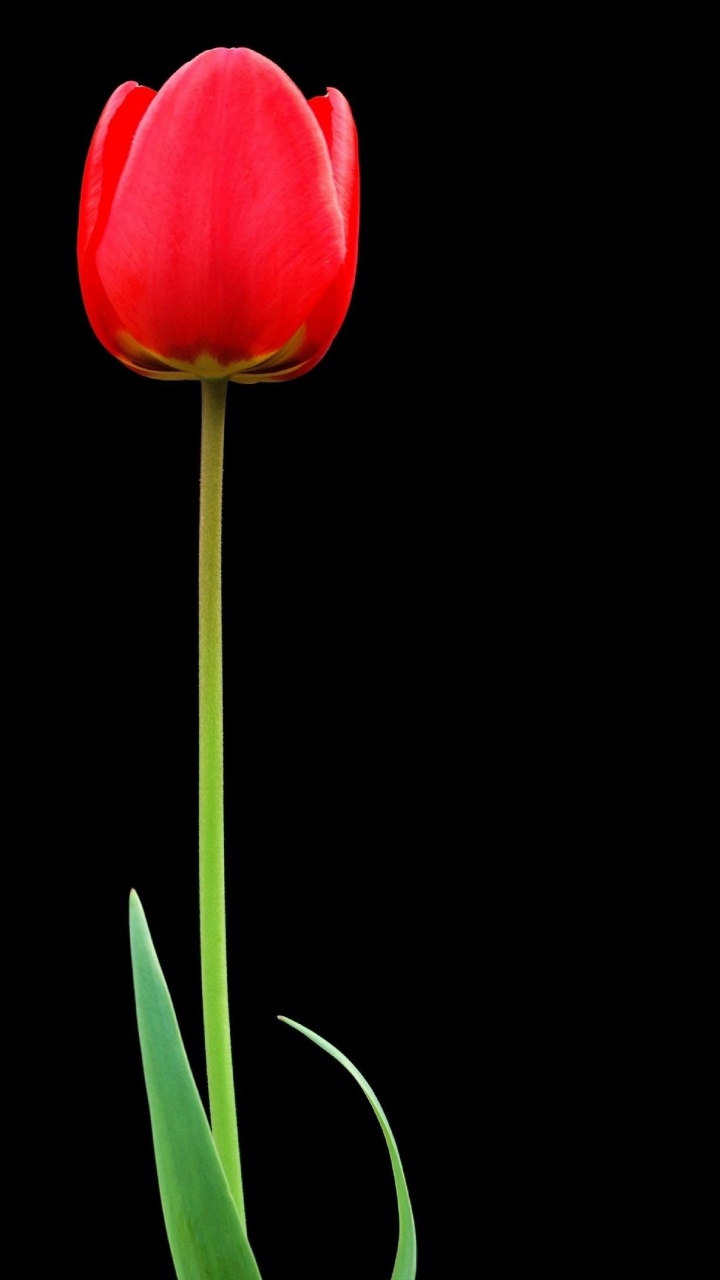 Tulipe Rouge en Fleur Gros Plan Photo. Wallpaper in 720x1280 Resolution
