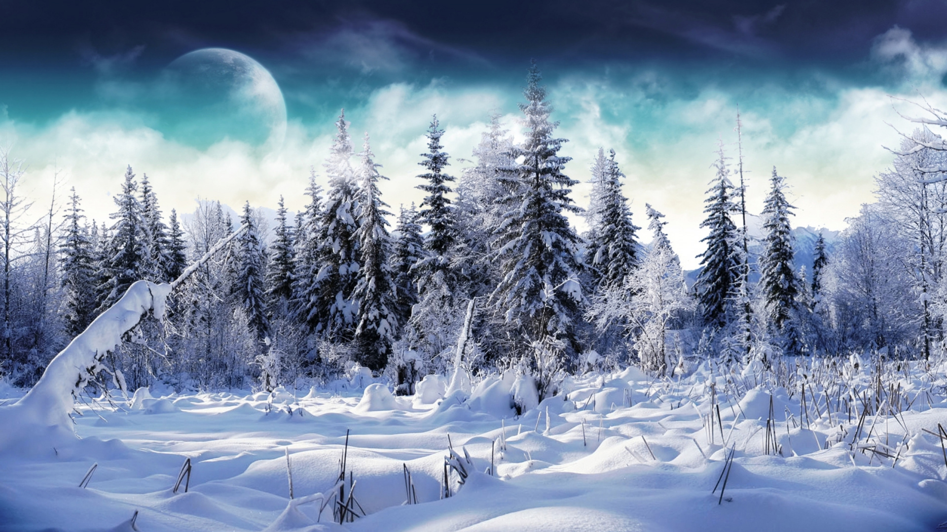 Snow Covered Pine Trees During Daytime. Wallpaper in 1920x1080 Resolution