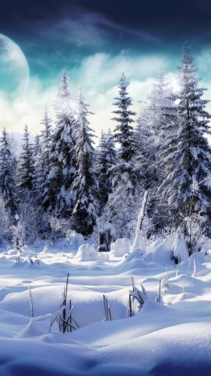 Snow Covered Pine Trees During Daytime. Wallpaper in 720x1280 Resolution
