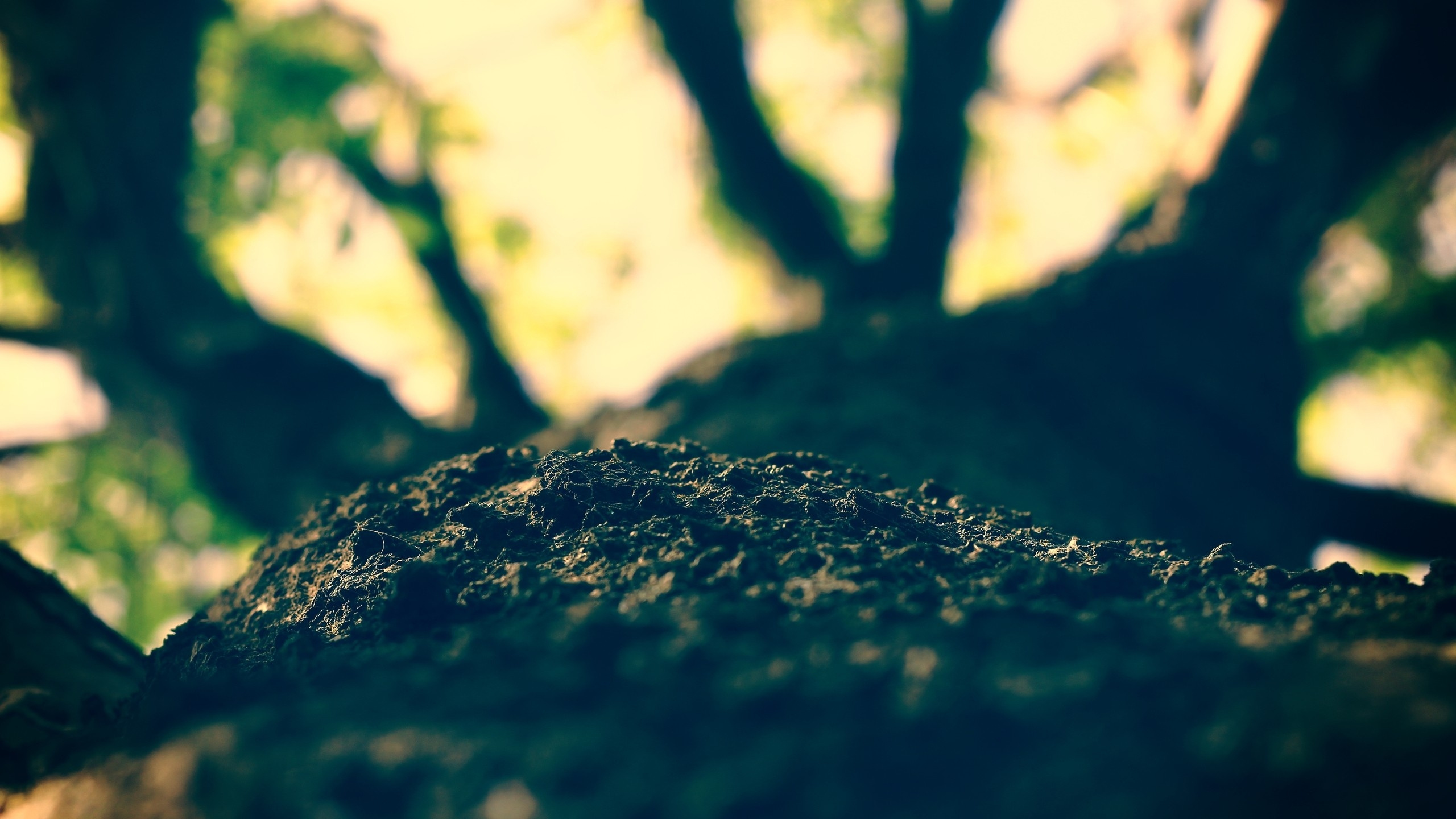 树皮, 绿色的, 阳光, 宏摄影, 性质 壁纸 2560x1440 允许