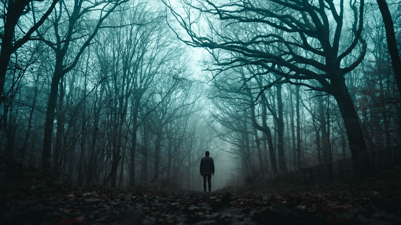 Person in Schwarzer Jacke, Die Auf Einem Weg Zwischen Kahlen Bäumen Steht. Wallpaper in 1280x720 Resolution