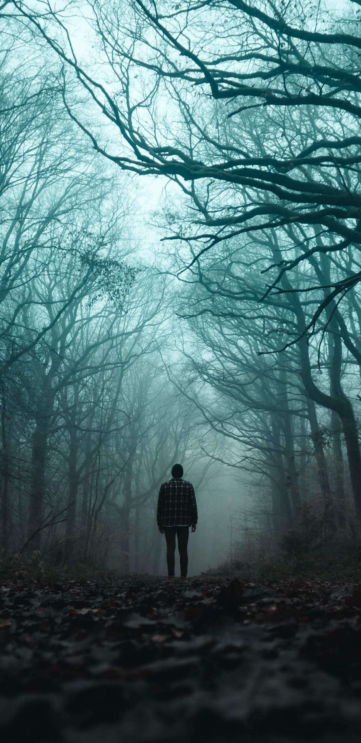 Person in Schwarzer Jacke, Die Auf Einem Weg Zwischen Kahlen Bäumen Steht. Wallpaper in 1440x2960 Resolution