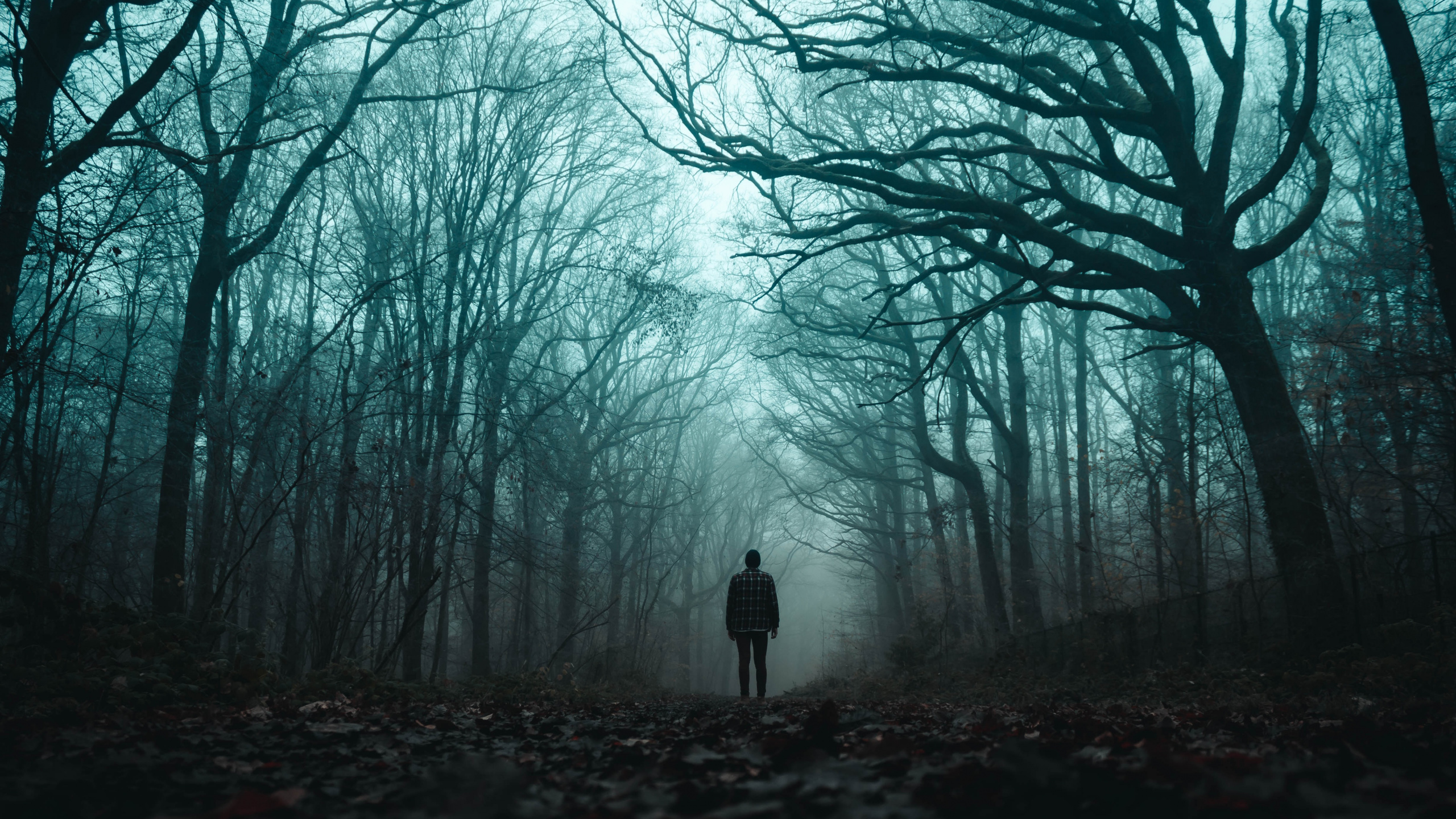 Personne en Veste Noire Debout Sur le Sentier Entre Les Arbres Nus. Wallpaper in 2560x1440 Resolution