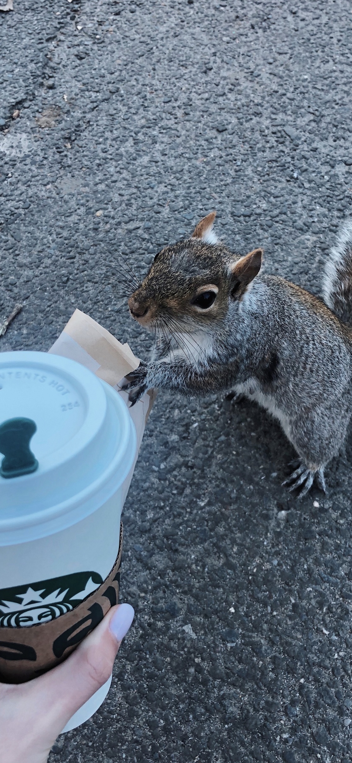 Gray Squirrel on Blue Plastic Bucket. Wallpaper in 1125x2436 Resolution