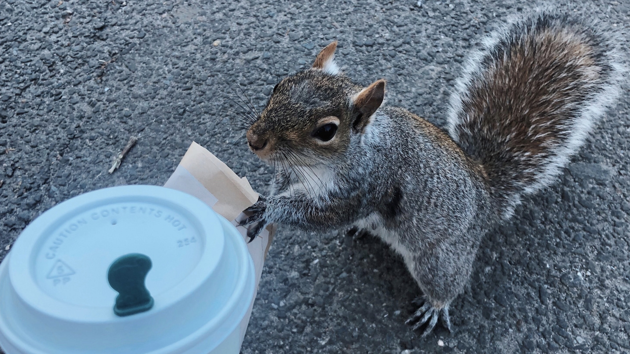 Gray Squirrel on Blue Plastic Bucket. Wallpaper in 1280x720 Resolution