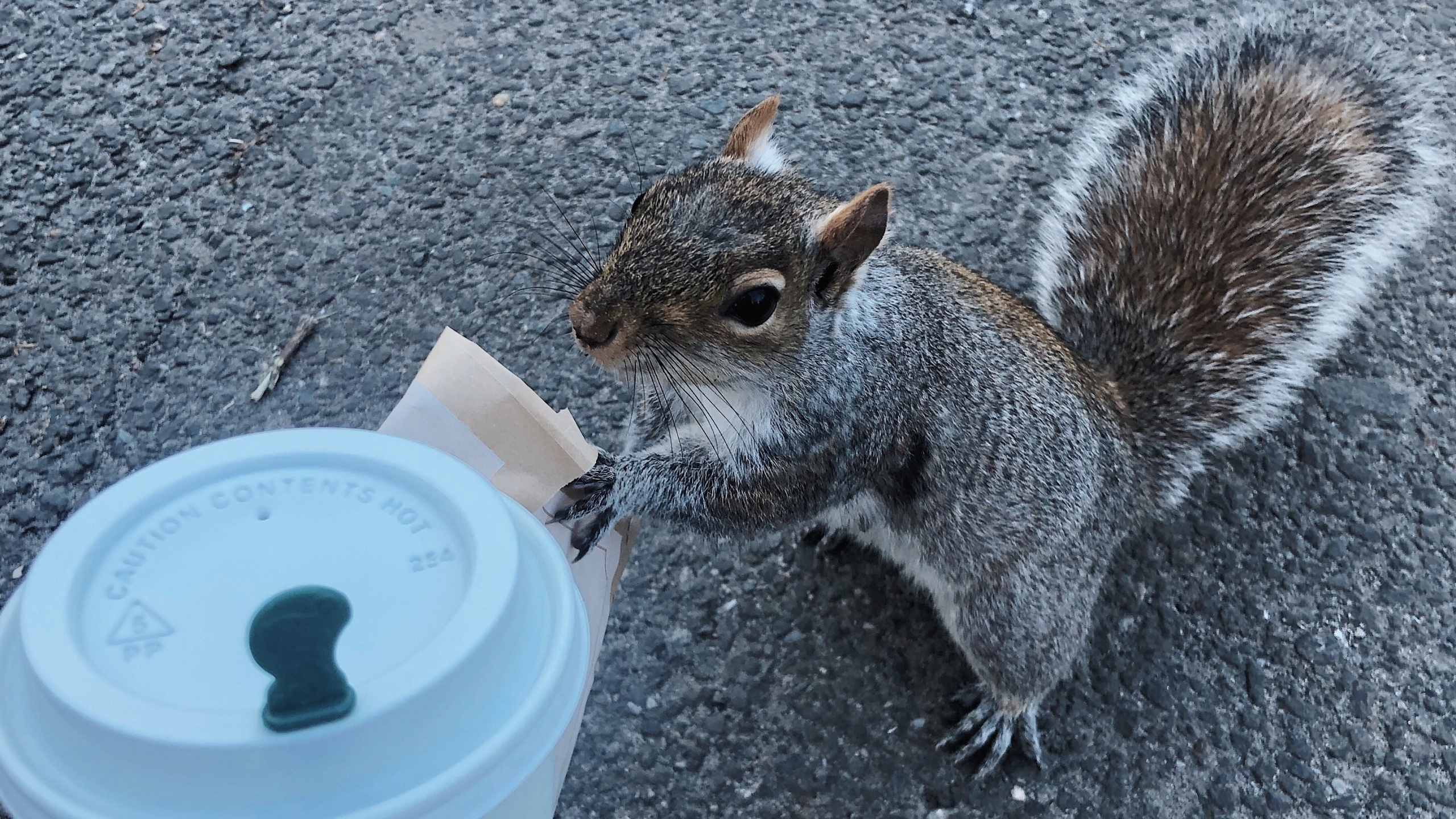 Gray Squirrel on Blue Plastic Bucket. Wallpaper in 2560x1440 Resolution