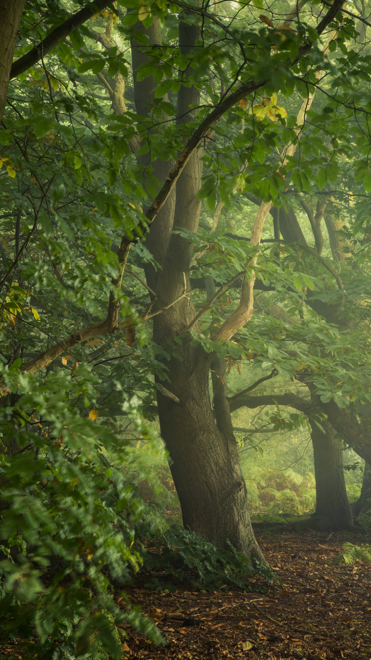 Árboles y Plantas Verdes Durante el Día. Wallpaper in 750x1334 Resolution