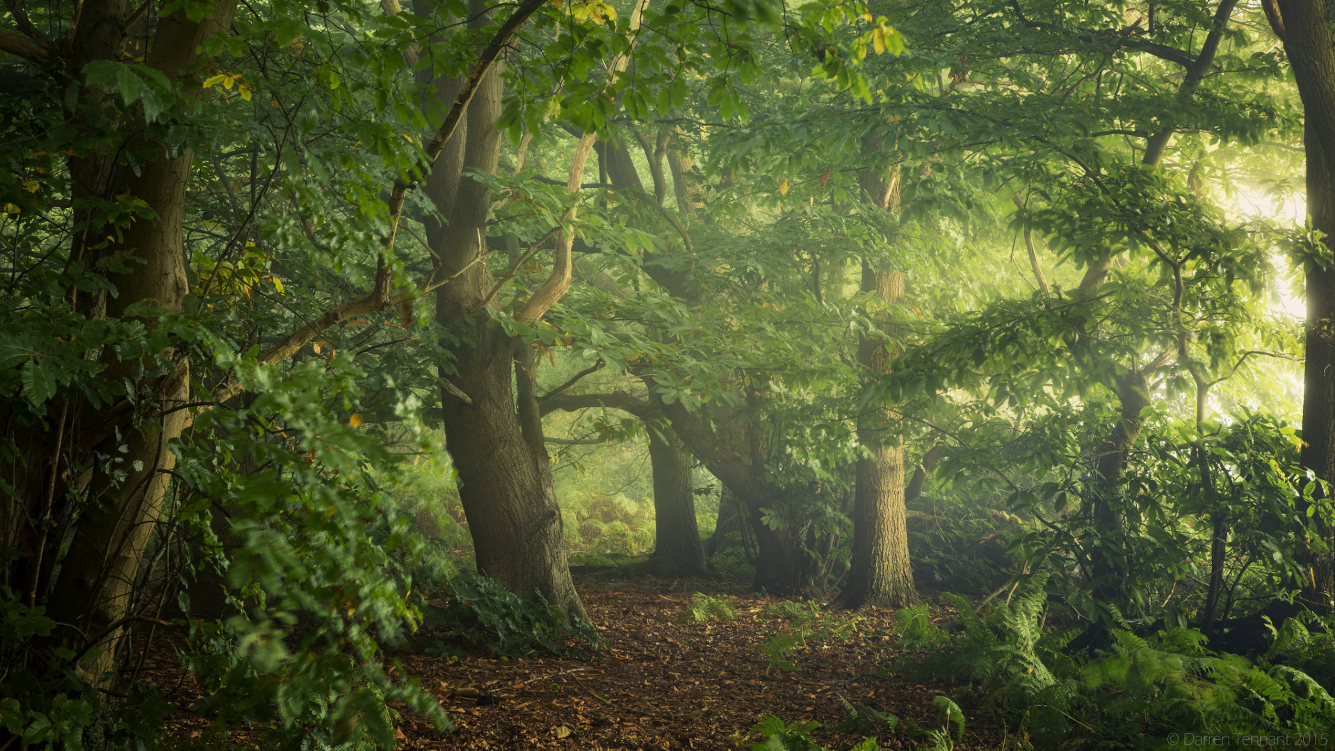 Green Trees and Plants During Daytime. Wallpaper in 1920x1080 Resolution