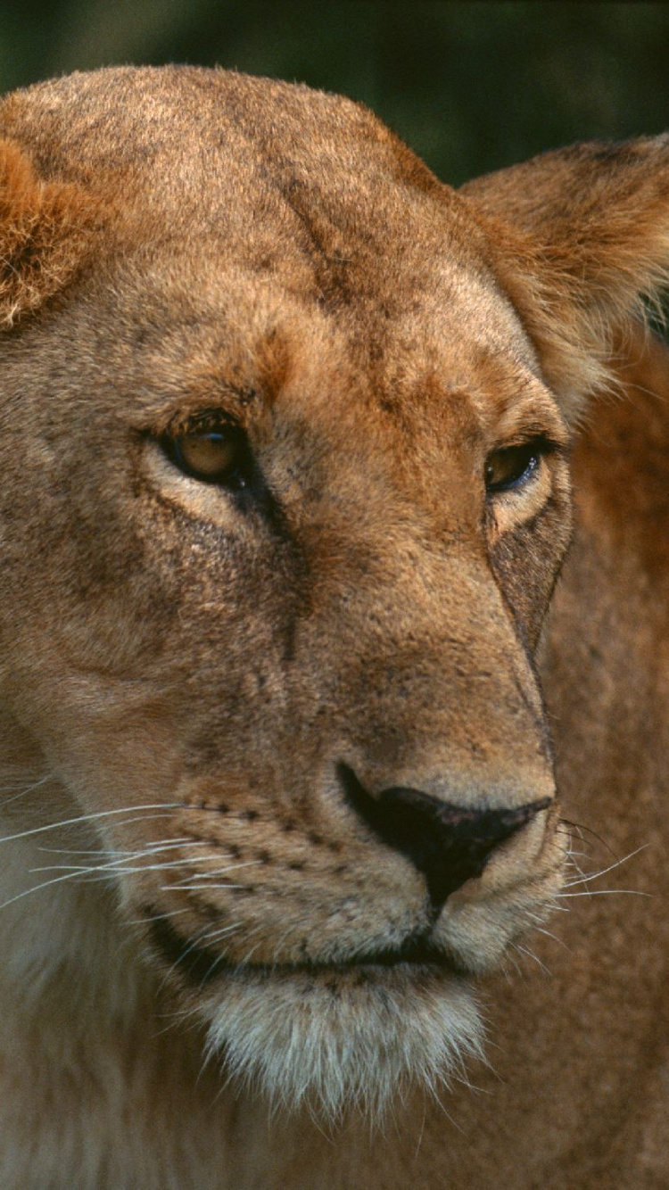 Brown Lioness Lying on Green Grass During Daytime. Wallpaper in 750x1334 Resolution