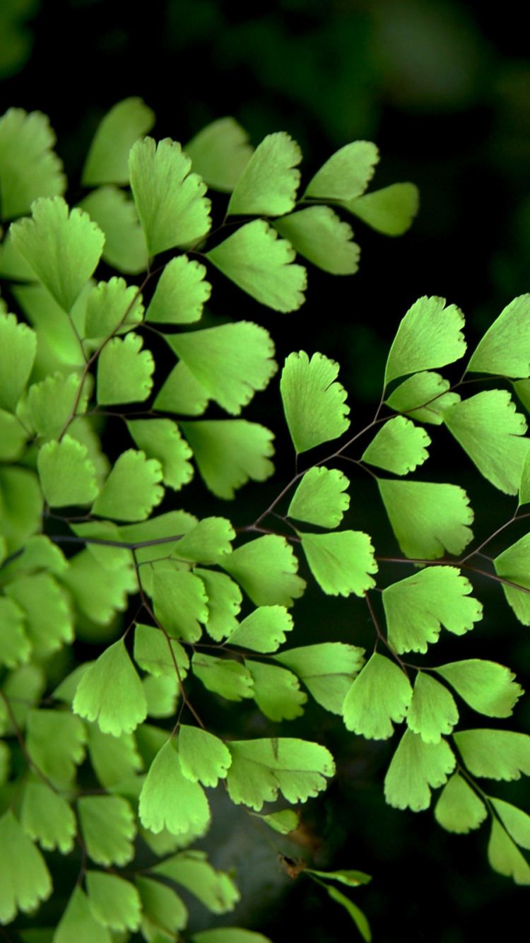 Plante Verte en Gros Plan. Wallpaper in 750x1334 Resolution