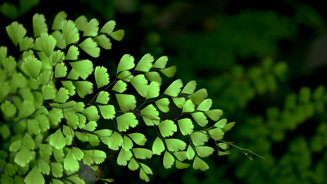 Green Plant in Close up Photography. Wallpaper in 1366x768 Resolution