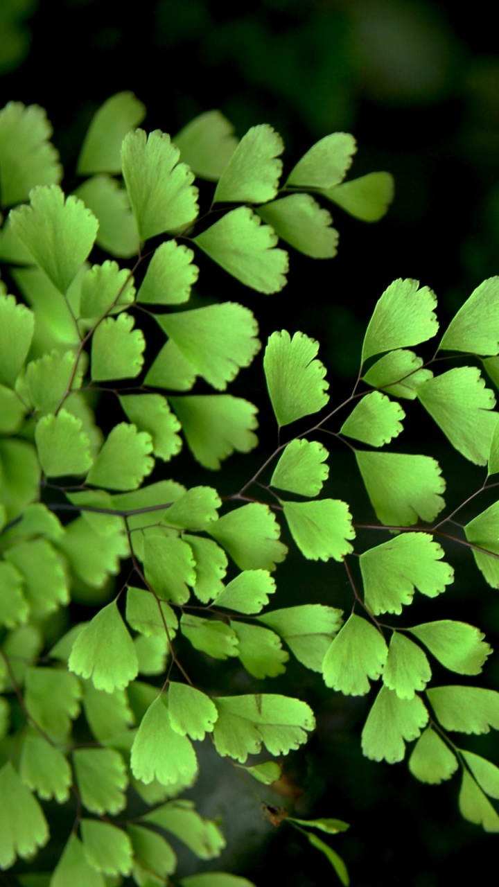 Green Plant in Close up Photography. Wallpaper in 720x1280 Resolution