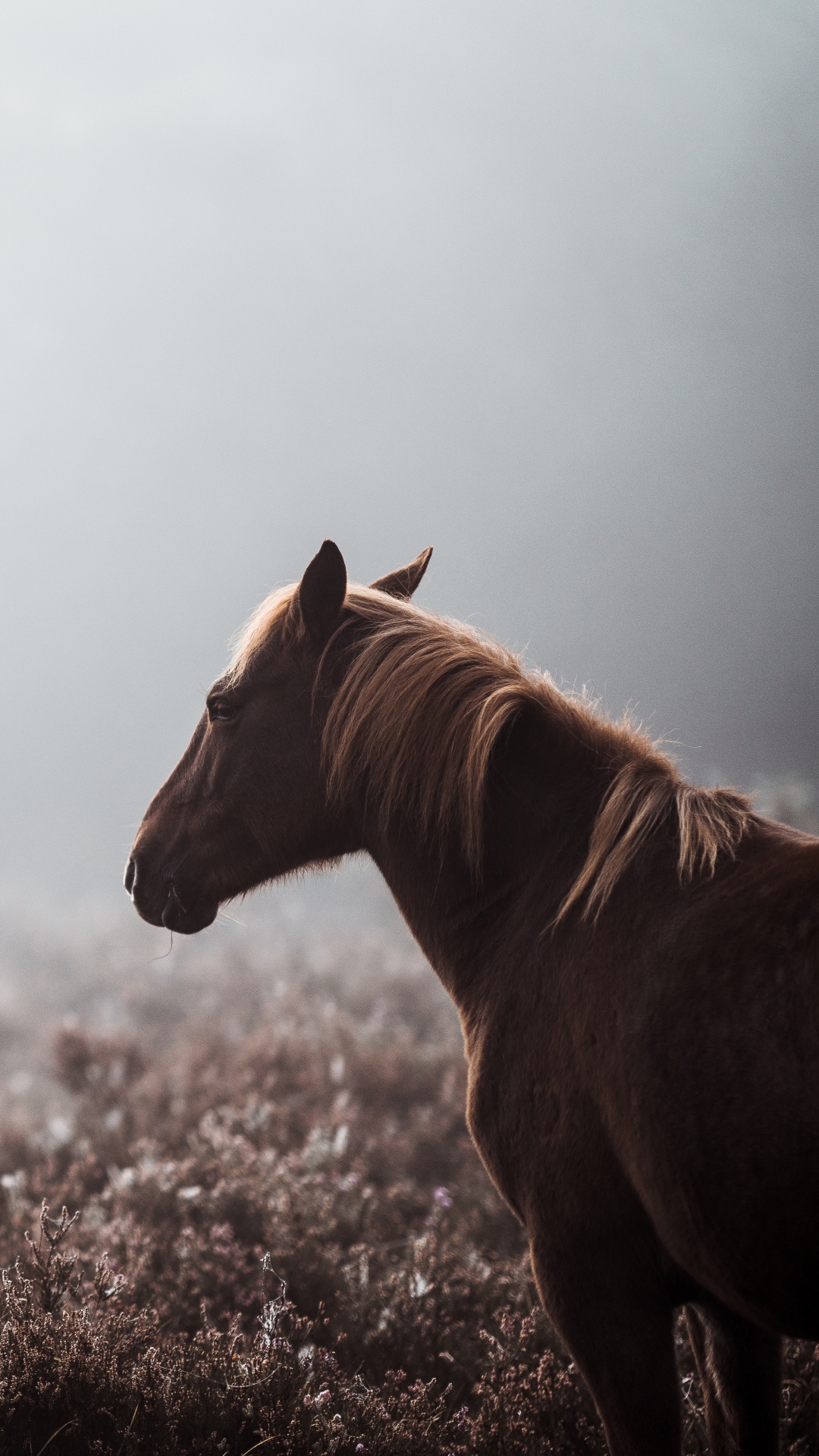 Brown Horse on Brown Grass Field During Daytime. Wallpaper in 1080x1920 Resolution