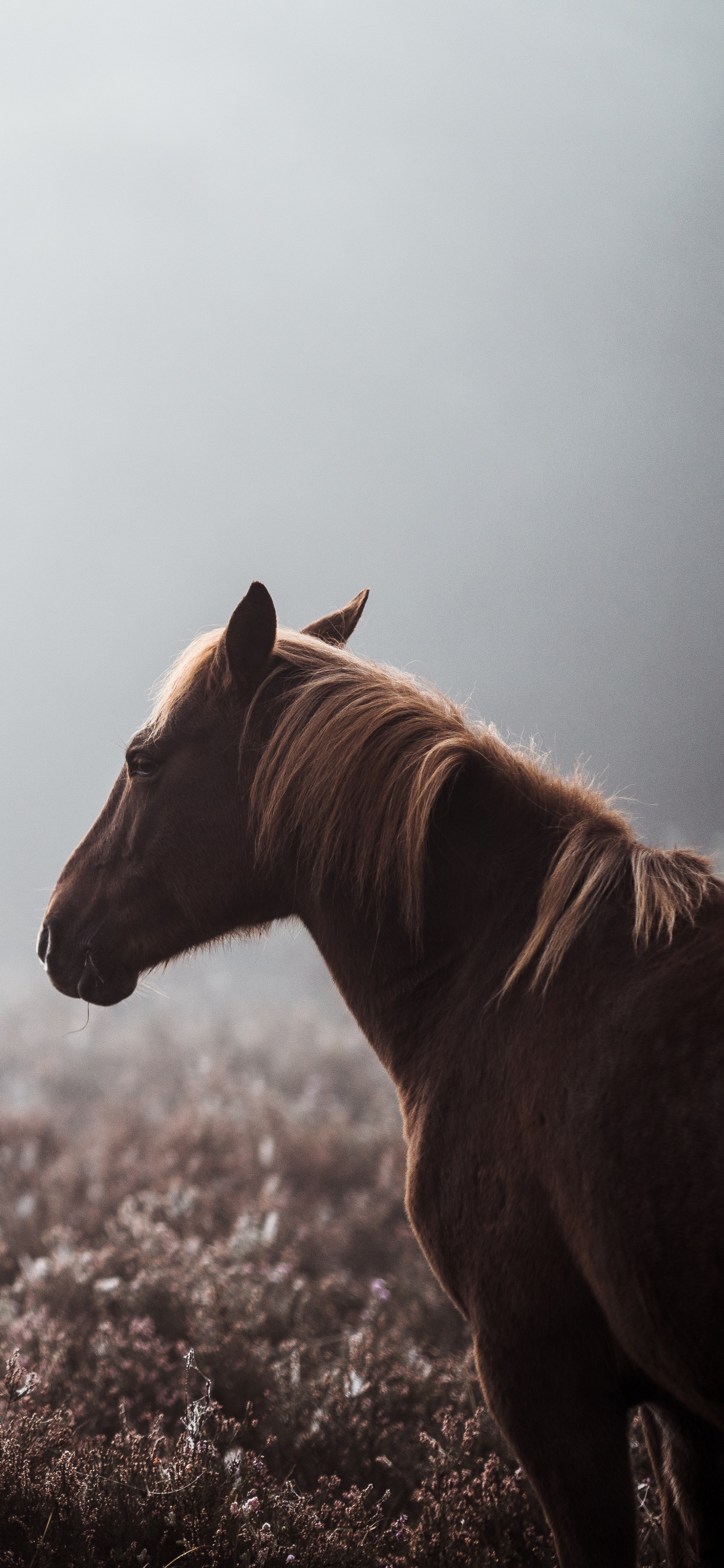 Brown Horse on Brown Grass Field During Daytime. Wallpaper in 1242x2688 Resolution